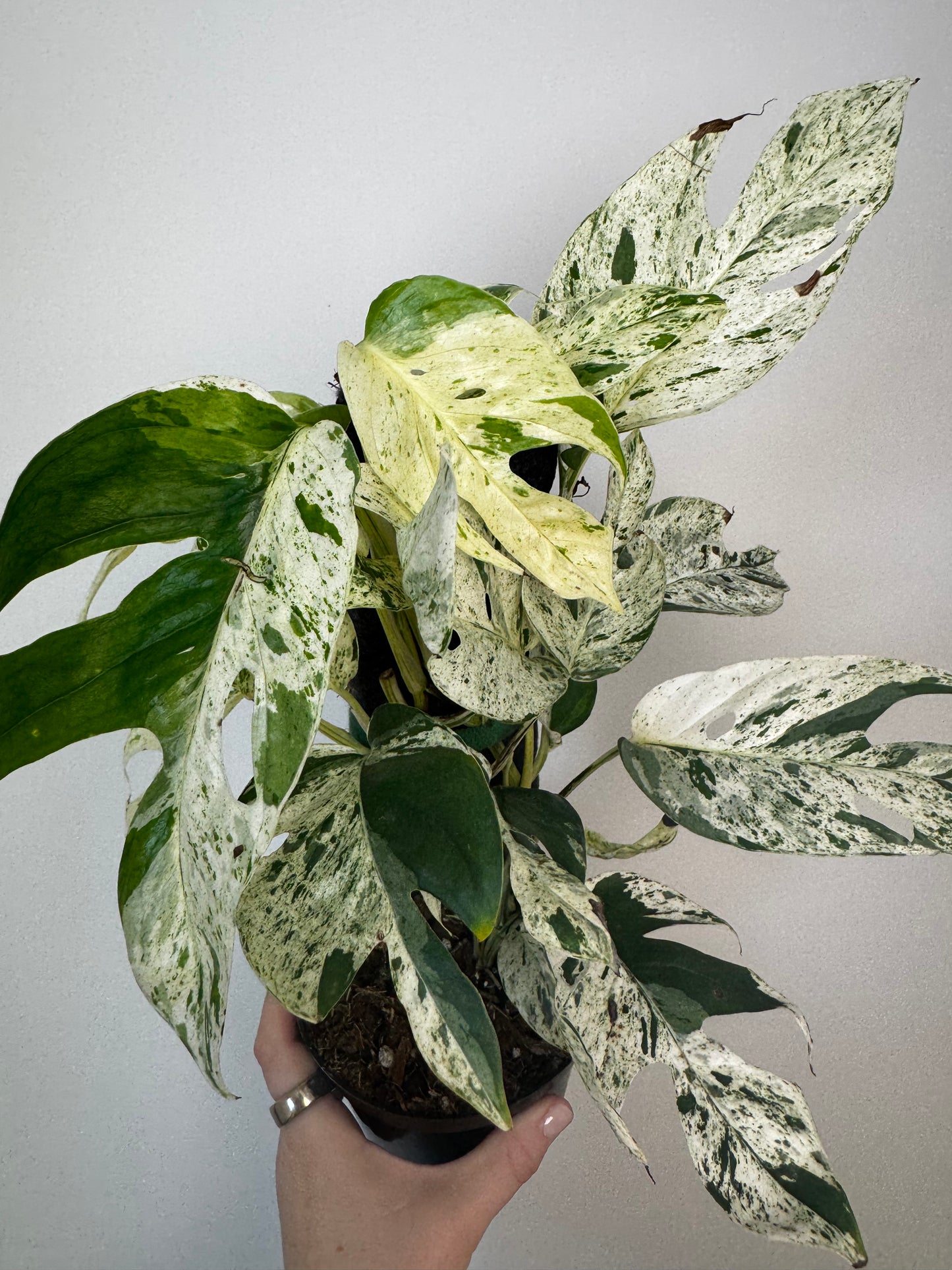 4” Epipremnum Pinnatum Marble (on plank)