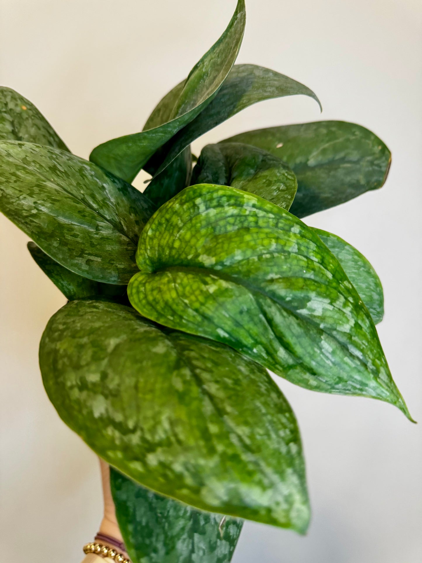 6" Scindapsus Mount Salak