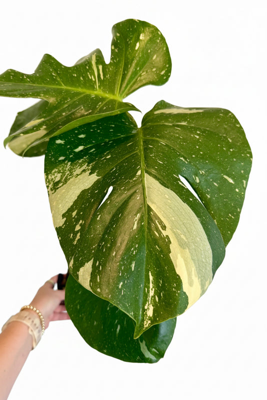 5” Monstera Thai Constellation