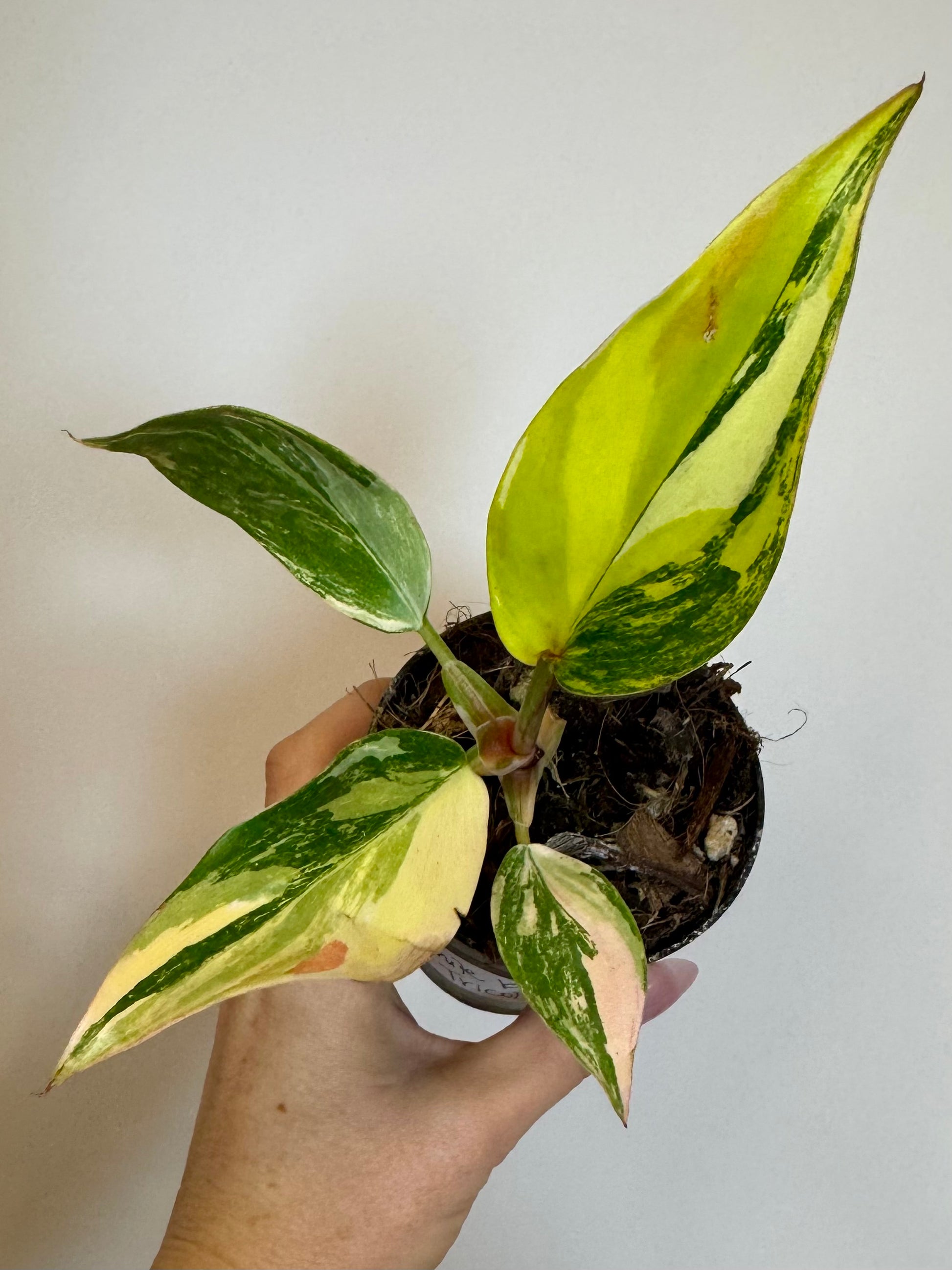 white knight philodendron for sale 3" Philodendron White Knight Tricolor – Thesimplyrootedmama