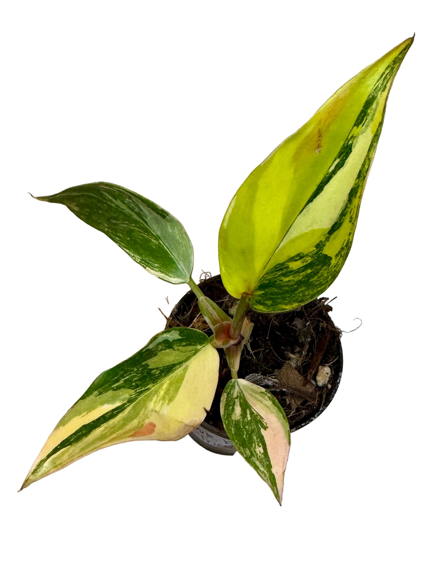 3" Philodendron White Knight Tricolor