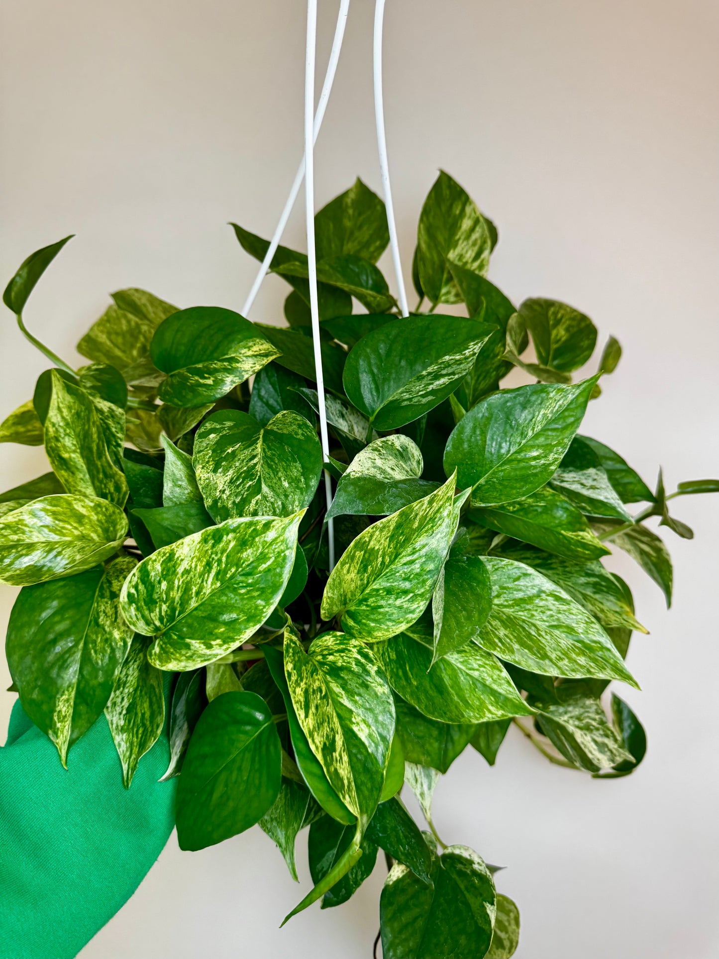 8" Pothos Snow Queen