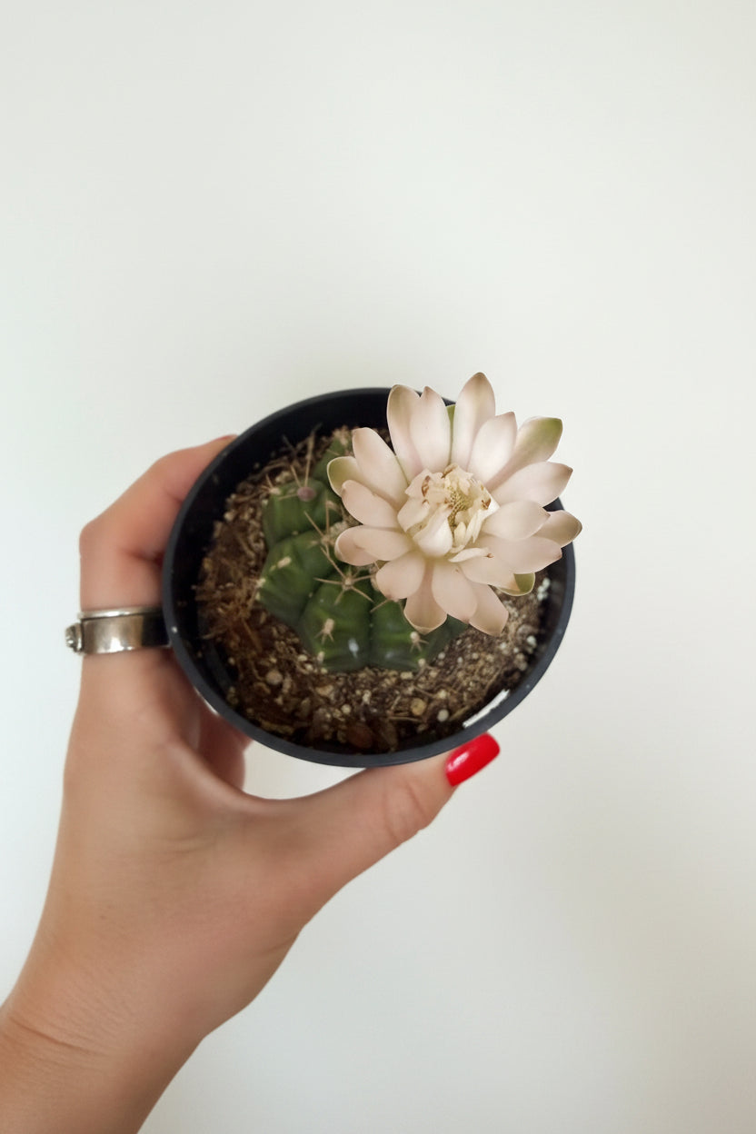 3" Gymnocalycium mihanovichii) 'Purple Moon Cactus'