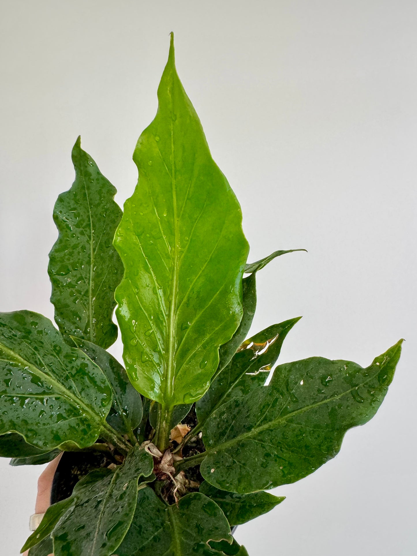 4.5" Anthurium Plowmanii