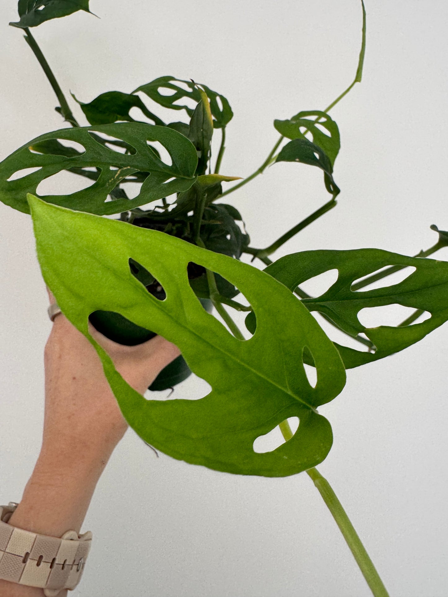 4" Monstera Esqueleto