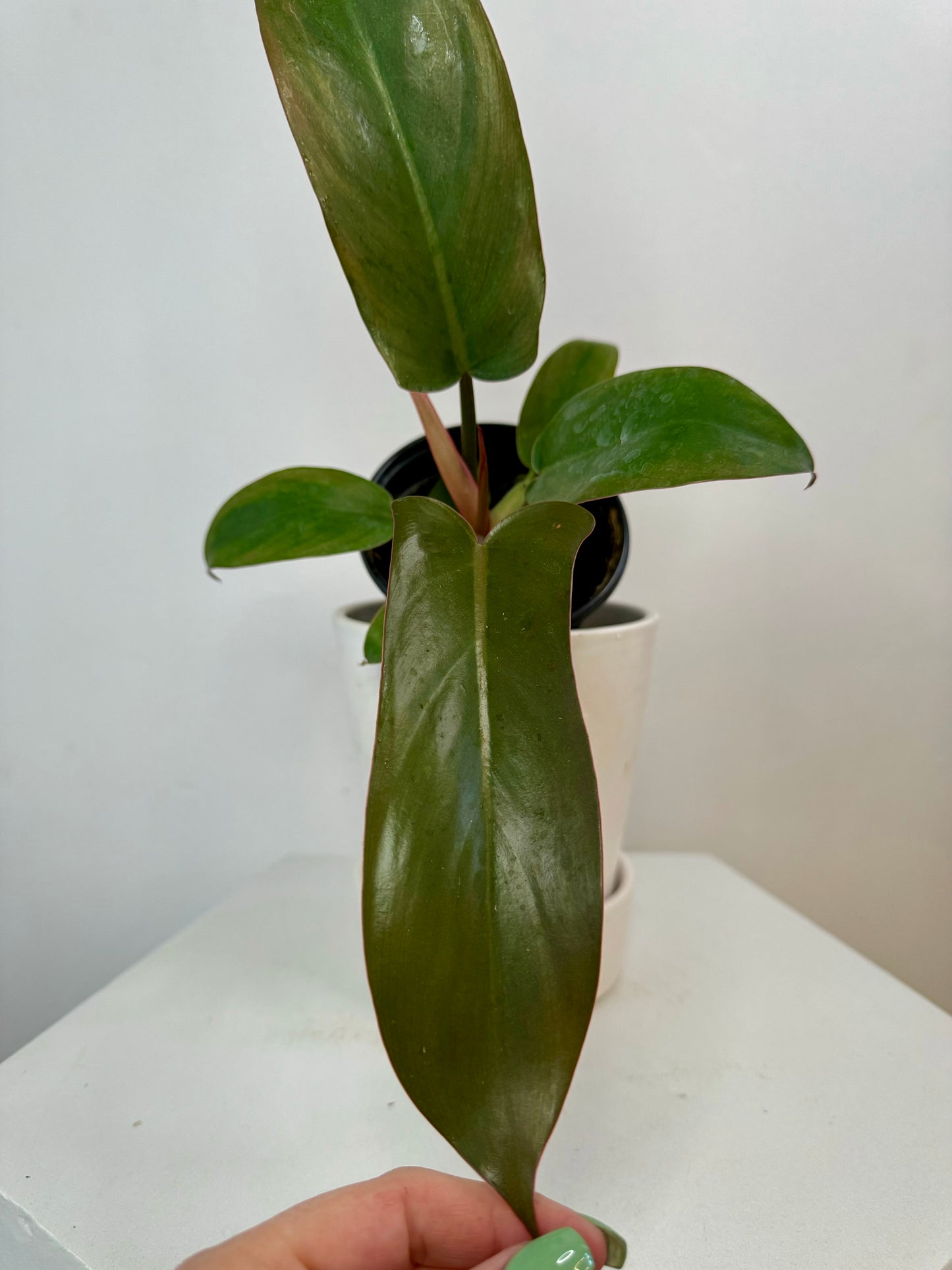 4” Philodendron Florida Bronze