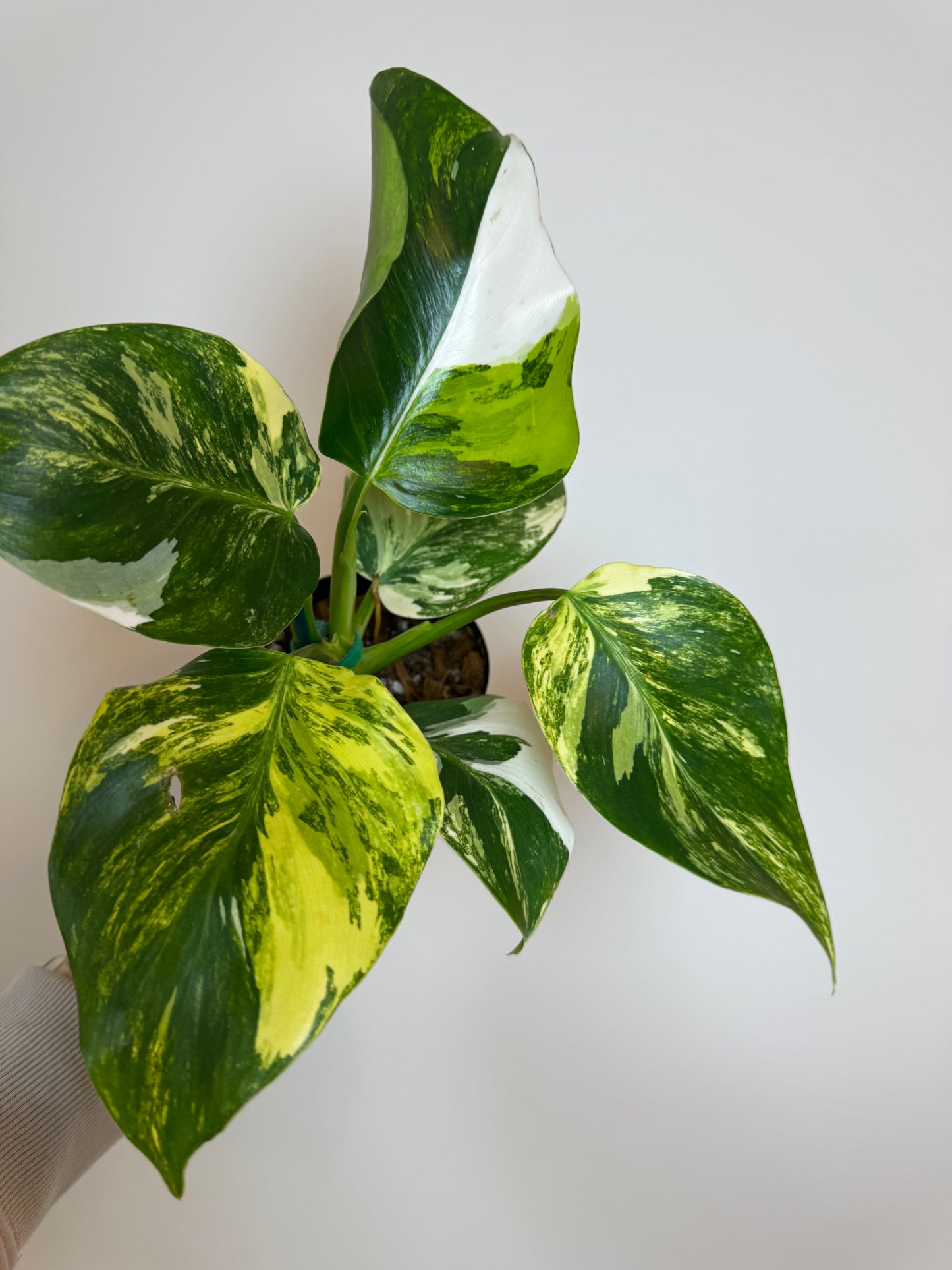 4" Philodendron White Wizard Tricolor