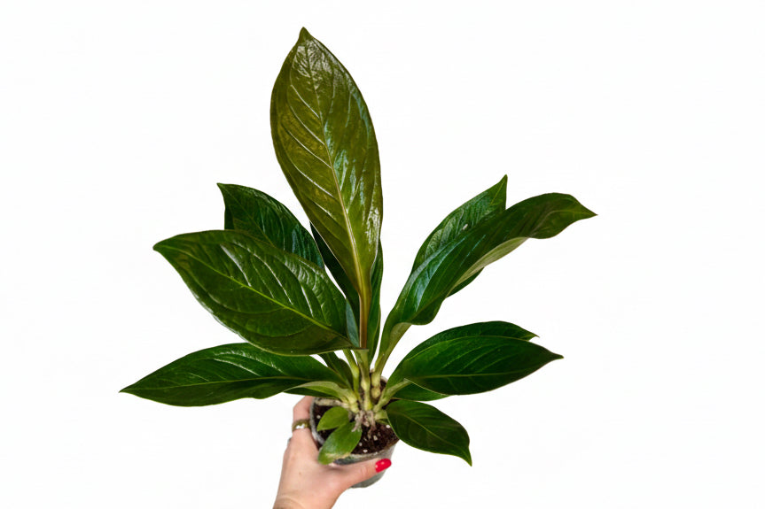 4" Anthurium Cobra