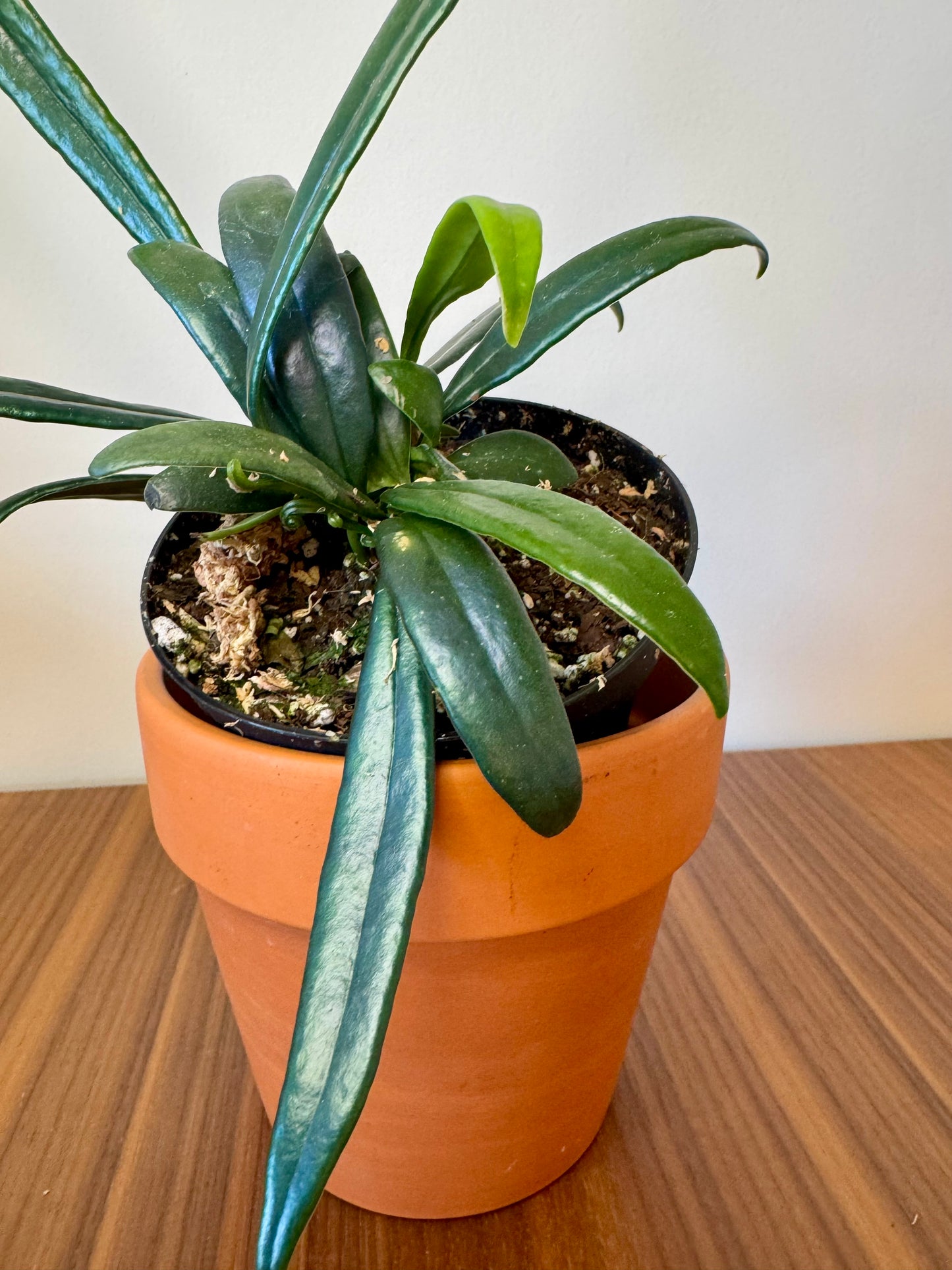 3” Microsorum thailandicum 'Blue Oil Fern' | Pet safe houseplant