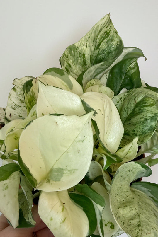 6” Manjula Pothos
