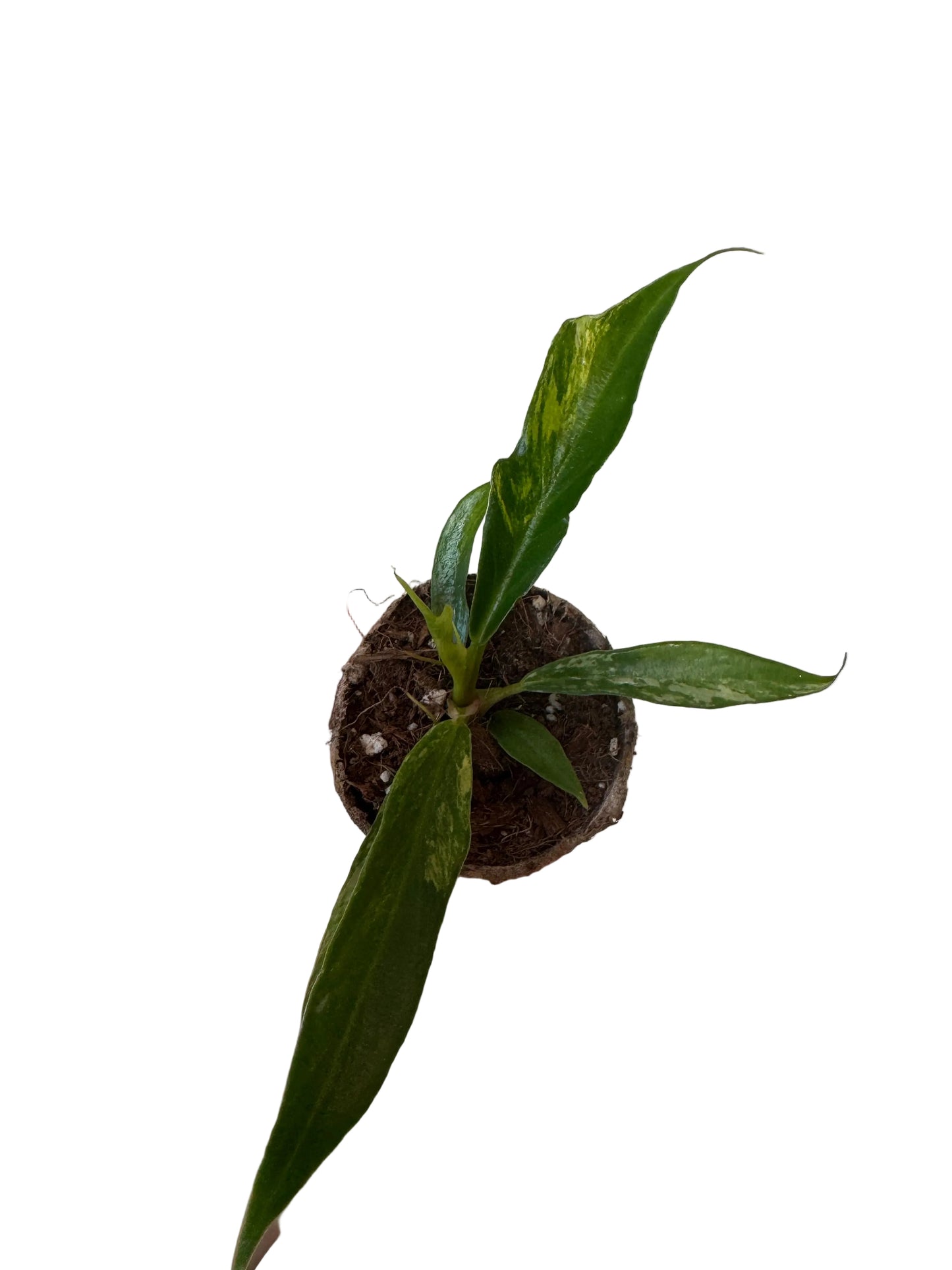 Variegated Philodendron Tortum – 2” Plug (Rare)