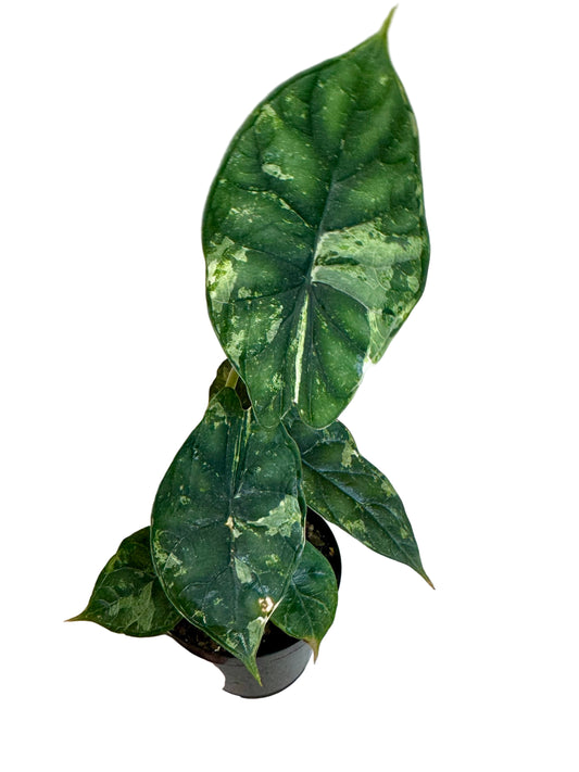 4” Alocasia Dragon Scale Mint Variegated