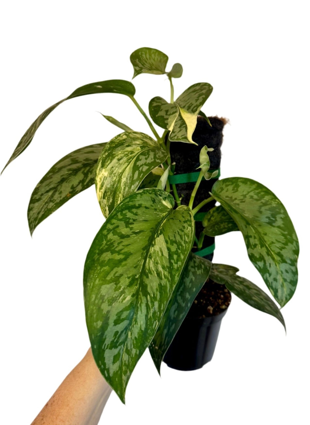 4" Scindapsus Lakambini