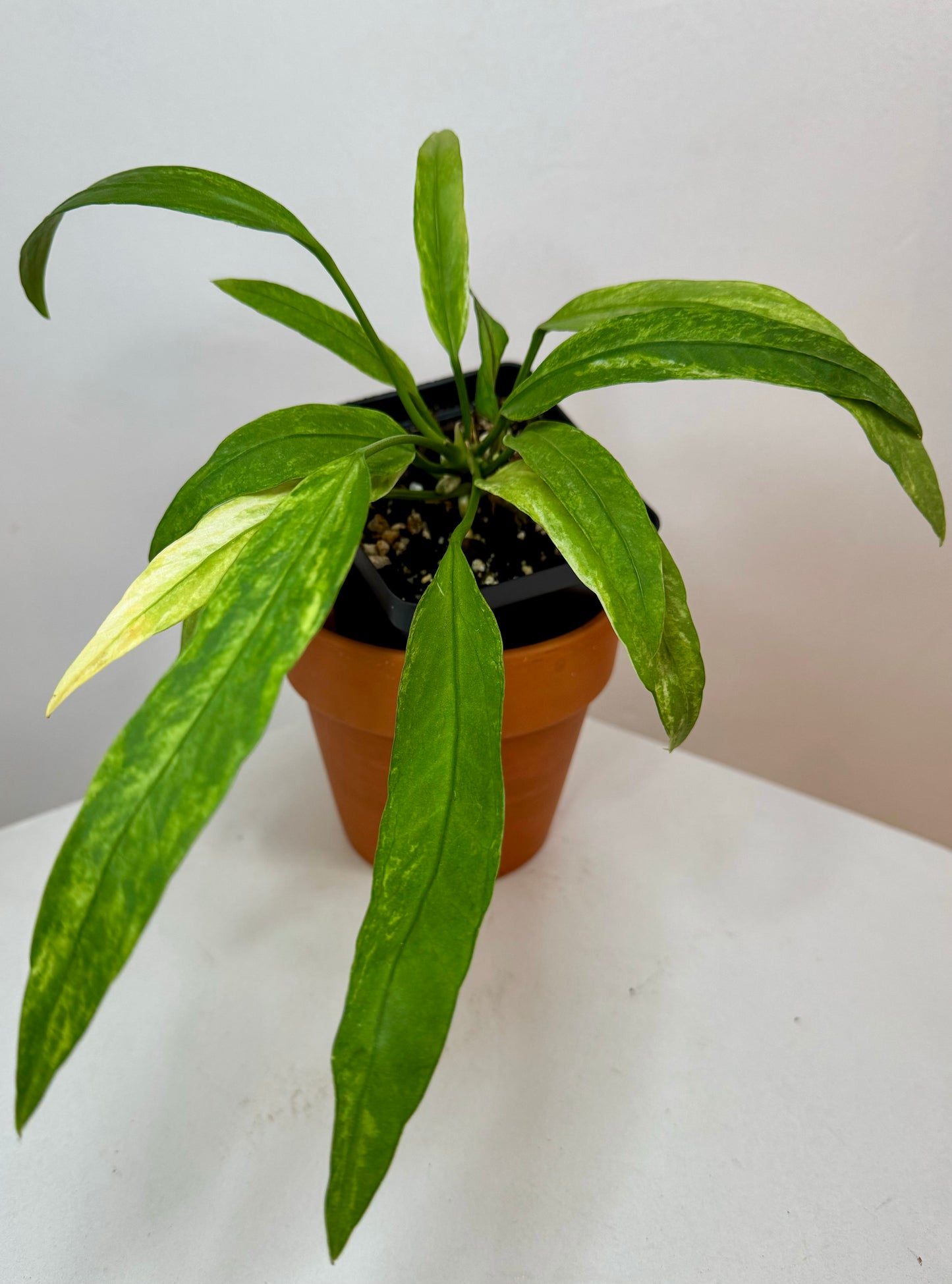 3" Anthurium Vittarifolium Variegated