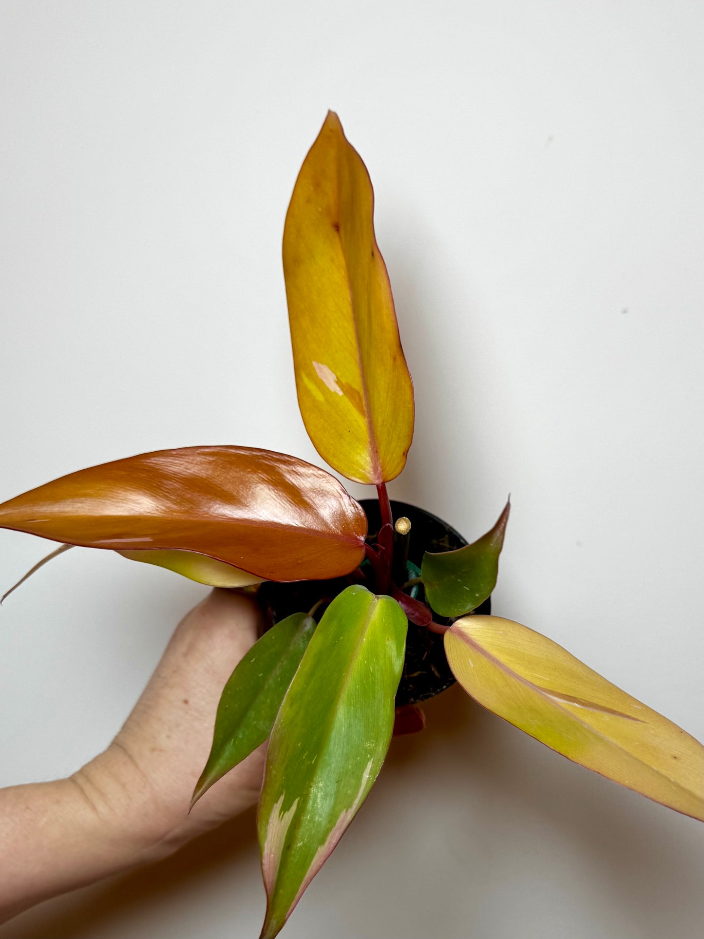 4" Philodendron Persimmon Princess