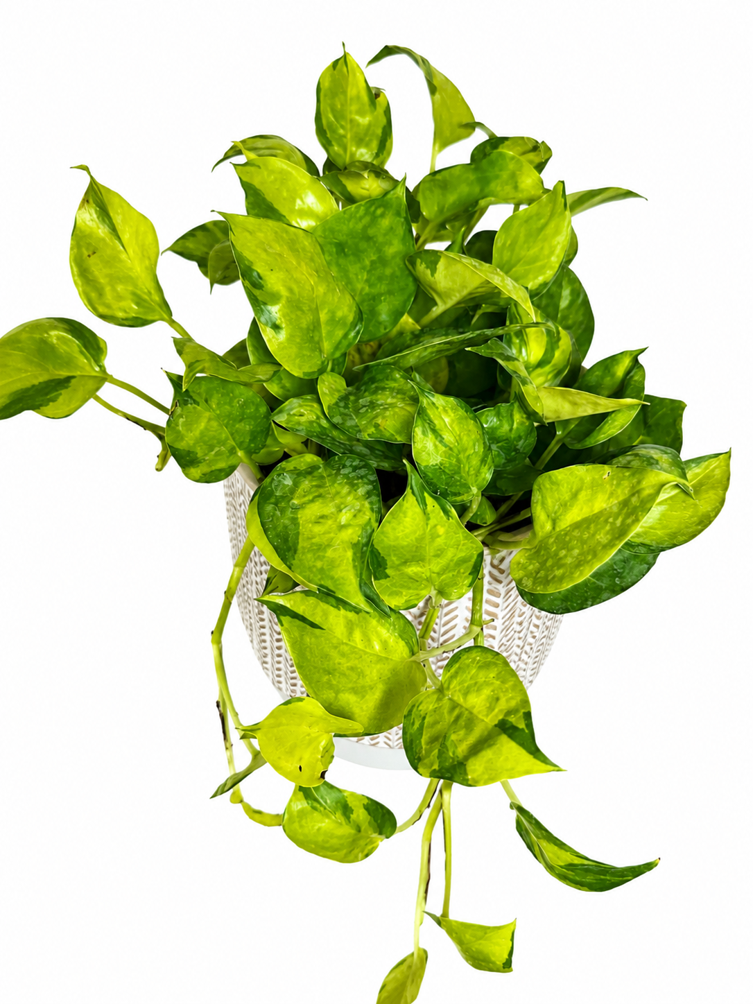 6" Neon Joy Pothos