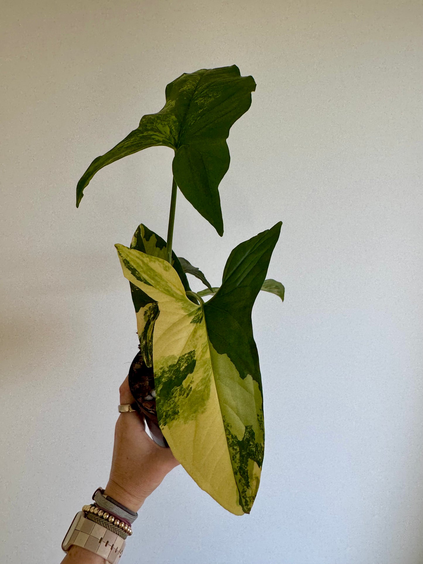 4" Syngonium Aurea