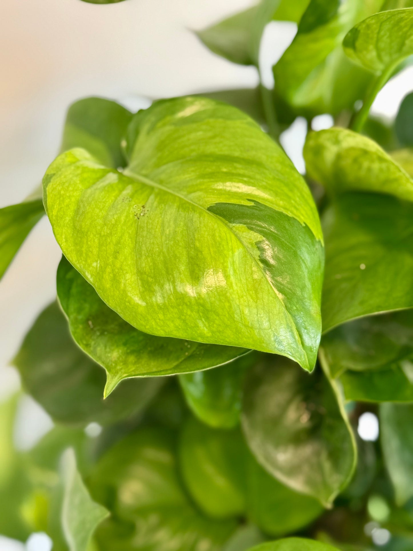 8" Guacamole Pothos HB 🌿 (Exclusive Launch!)