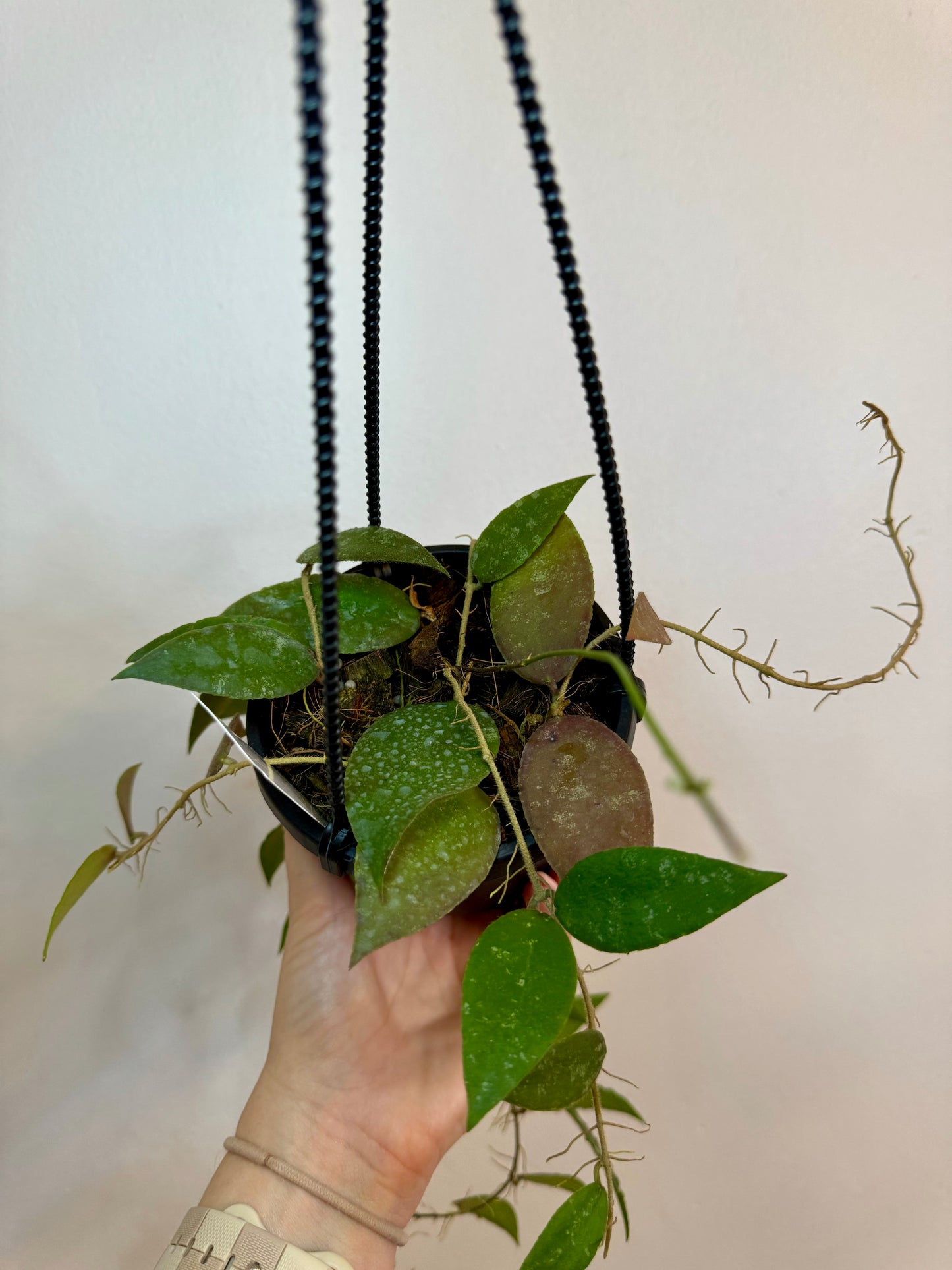 4" Hoya Caudata