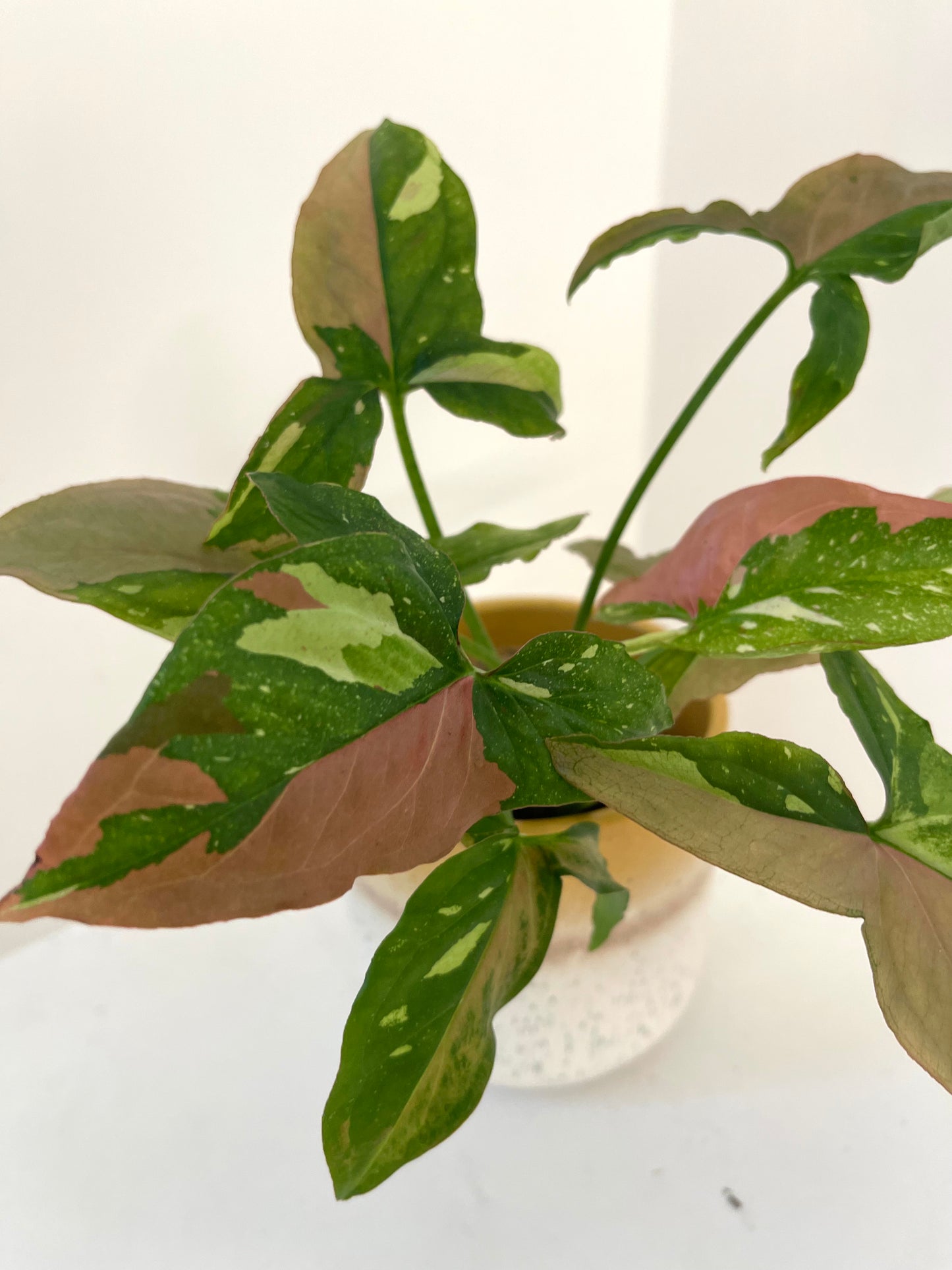 4” Syngonium Red Spot Tricolor