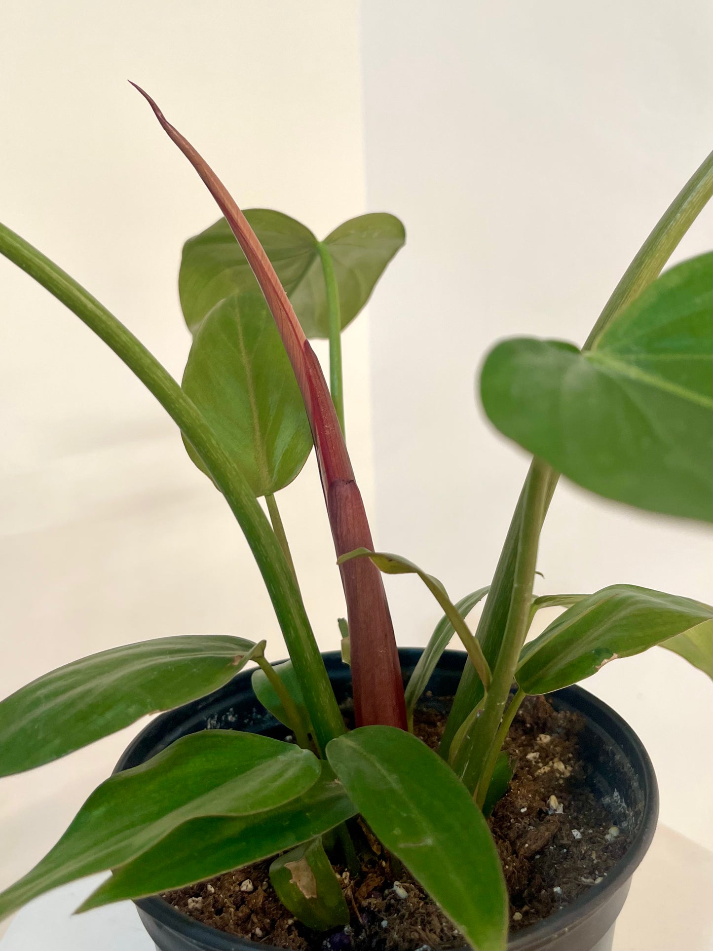 8” Philodendron Summer Glory