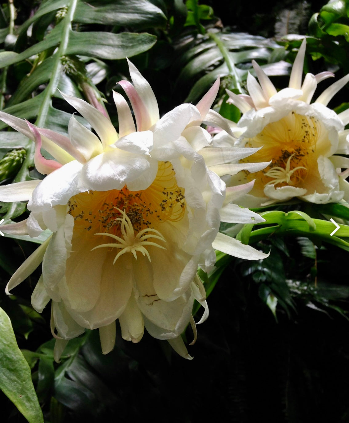 6" Epiphyllum Shark Tooth Orchid Cactus