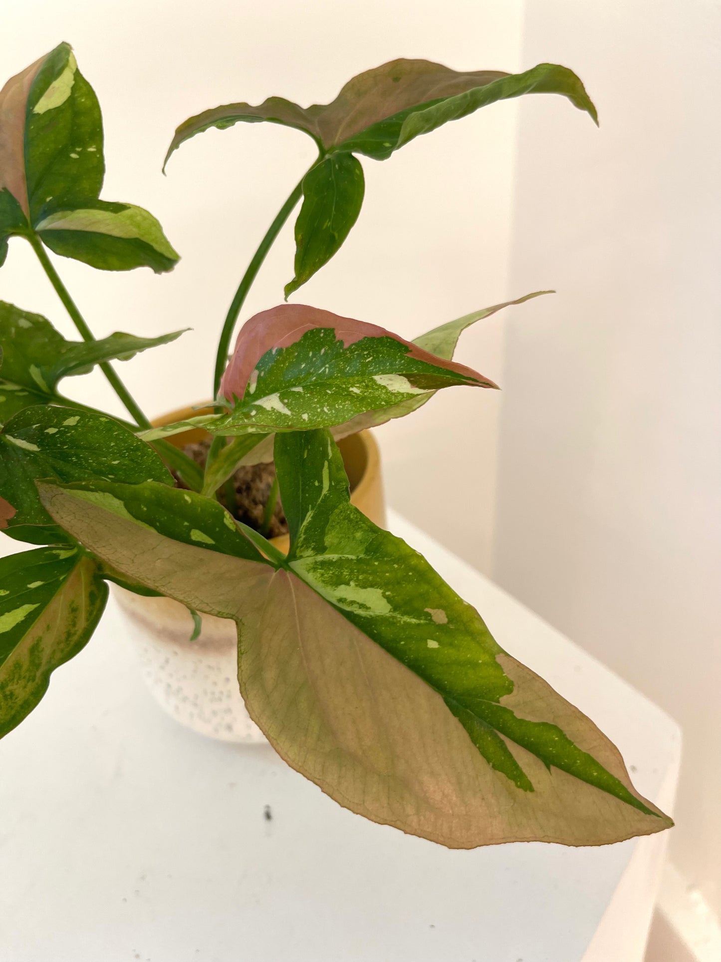 4” Syngonium Red Spot Tricolor