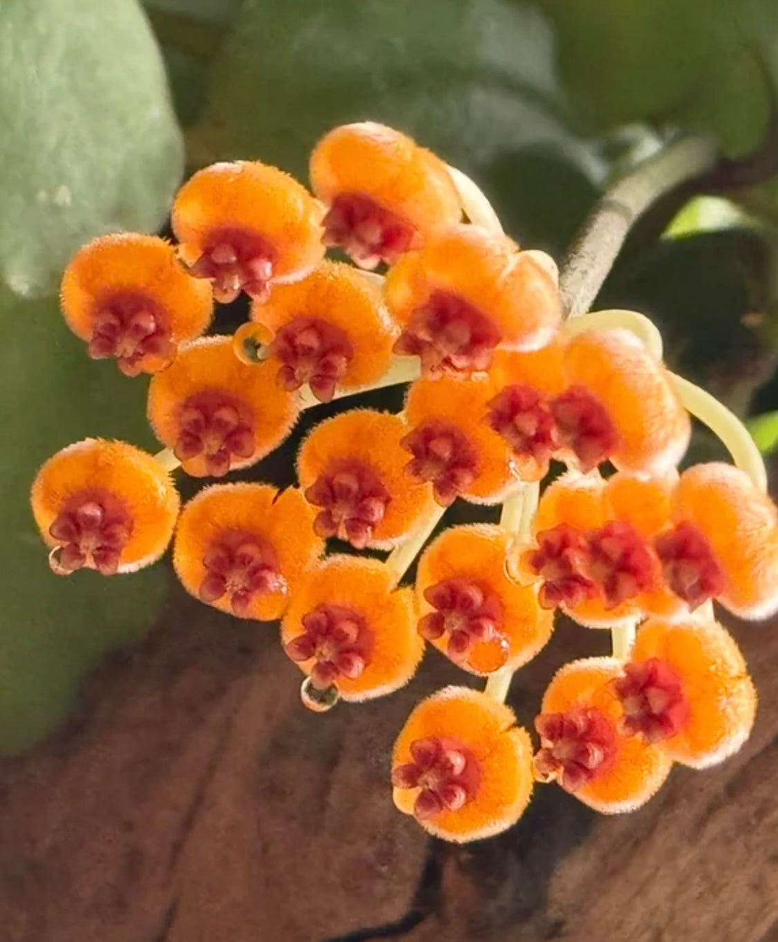 3" Hoya Endauensis