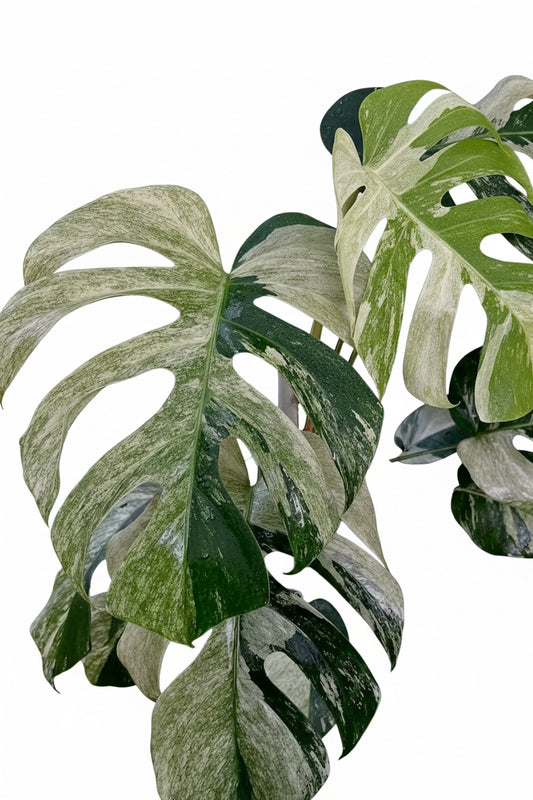 4” Monstera Deliciosa Mint