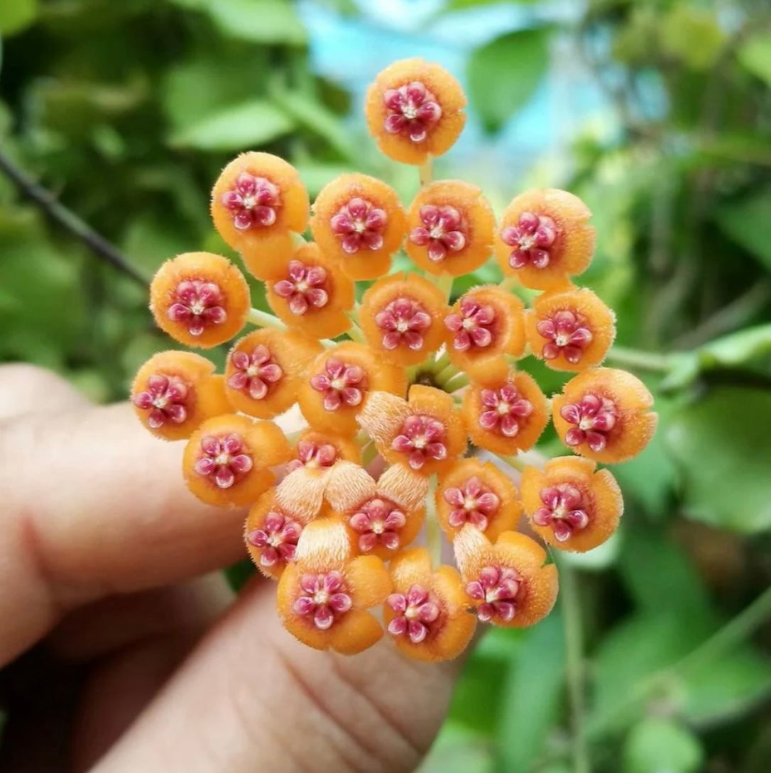 3" Hoya Endauensis