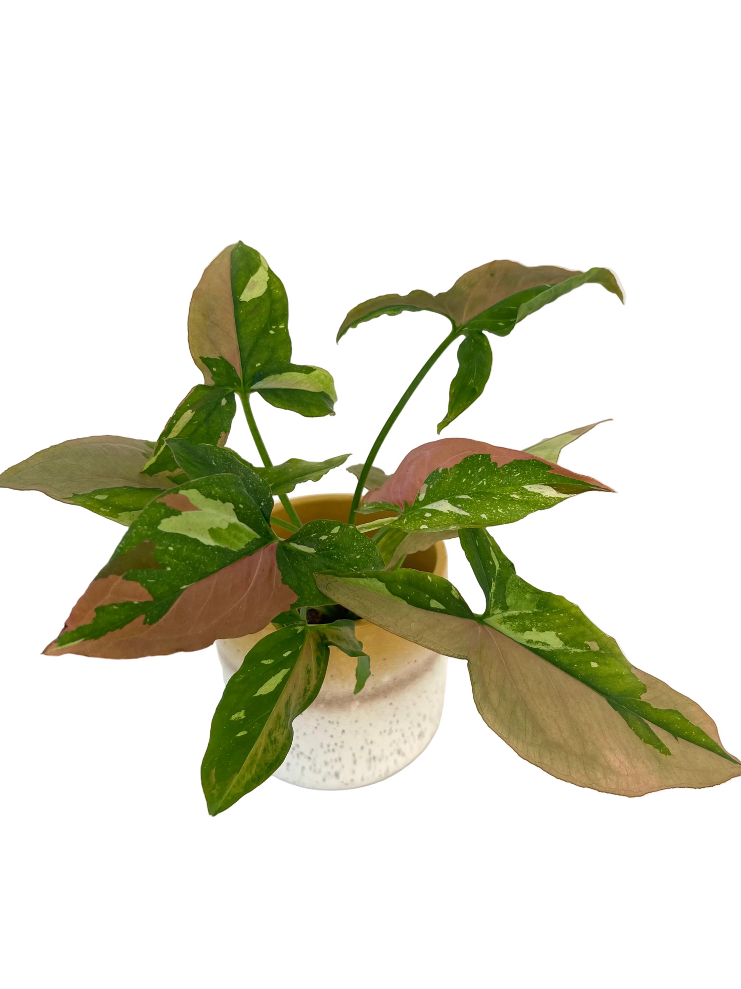 4” Syngonium Red Spot Tricolor