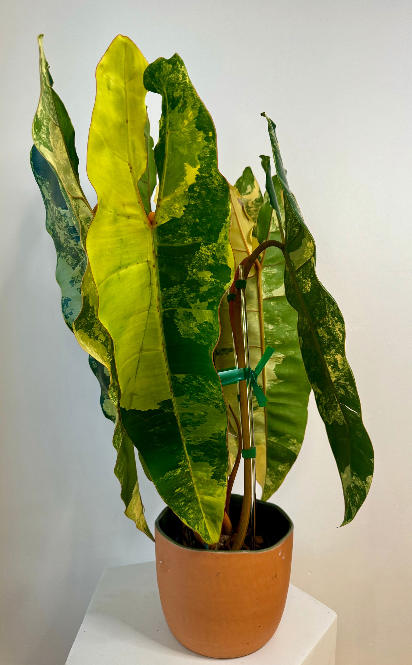 Philodendron Billietiae Variegated - 5 mature leaves | high variegation