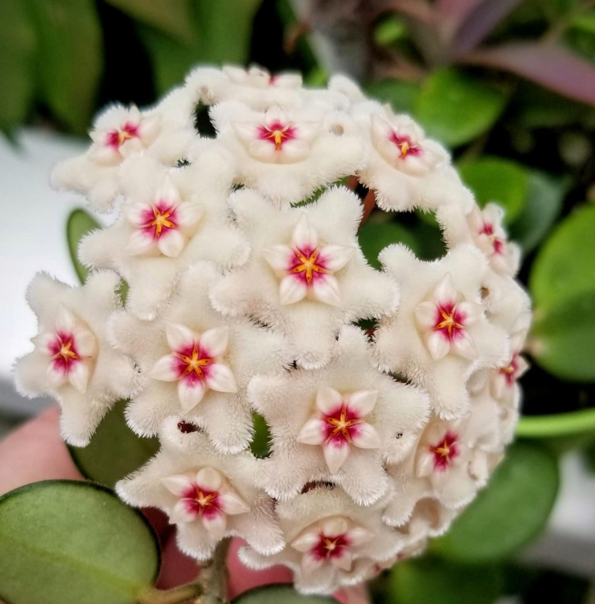 4" Hoya Mathilde Splash