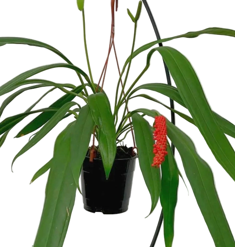 4" Anthurium Bakeri (in sphagnum moss)