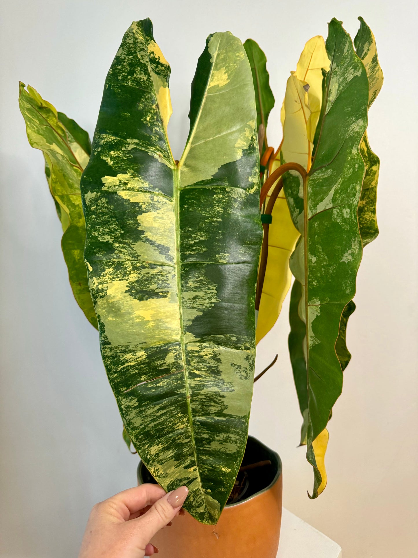 Philodendron Billietiae Variegated - 5 mature leaves | high variegation