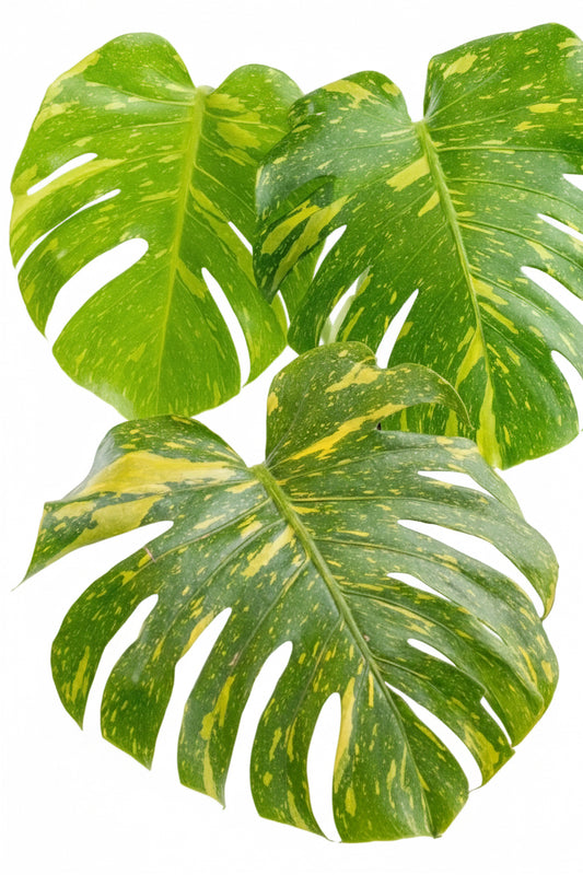 2” Monstera Electrolyte (Plug)