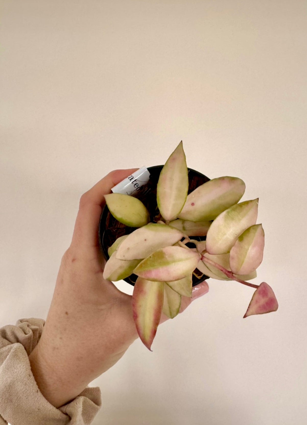 3” Hoya Walliniana Variegated