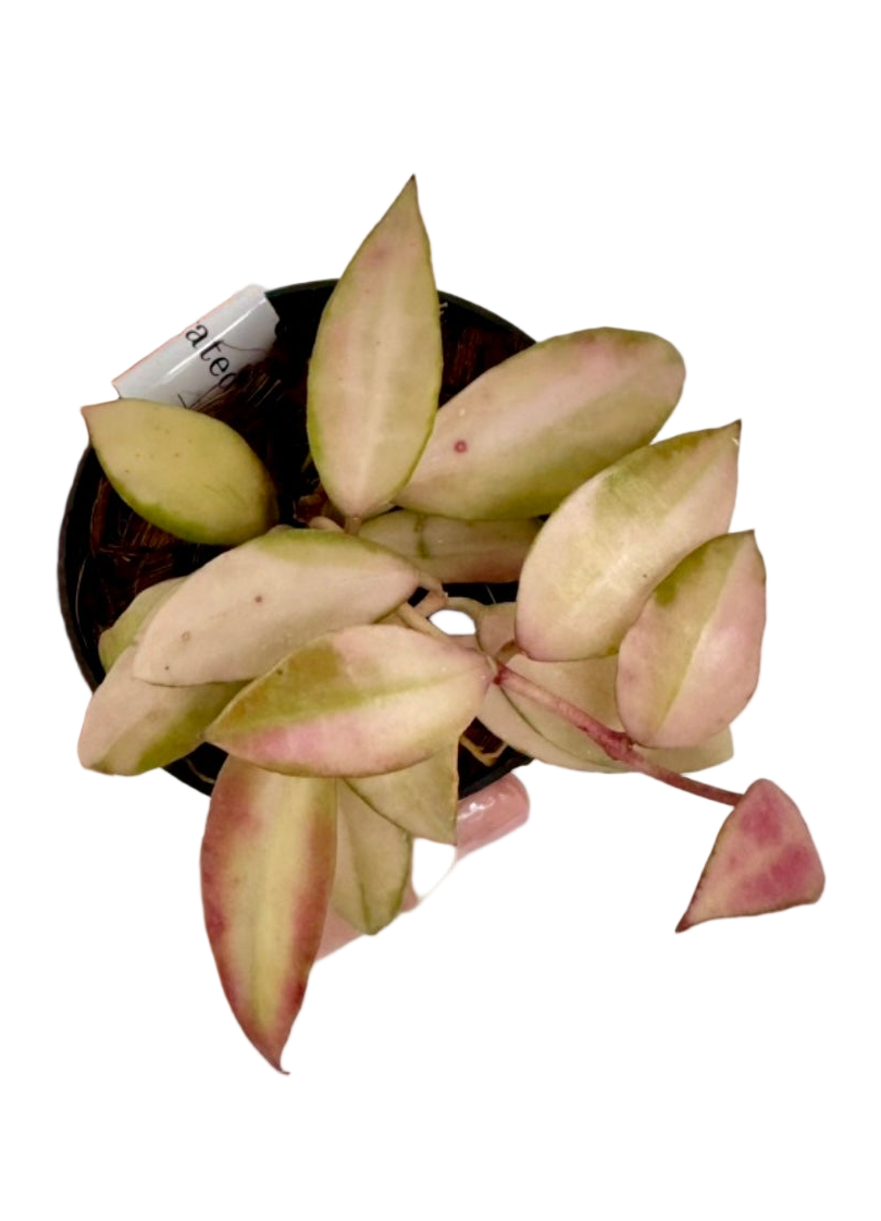 3” Hoya Walliniana Variegated