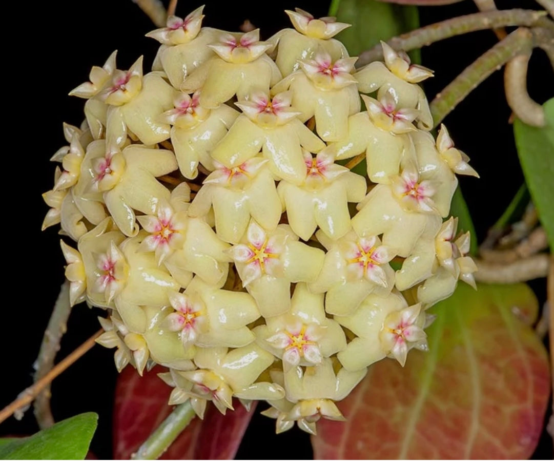 3" Hoya Cominsii