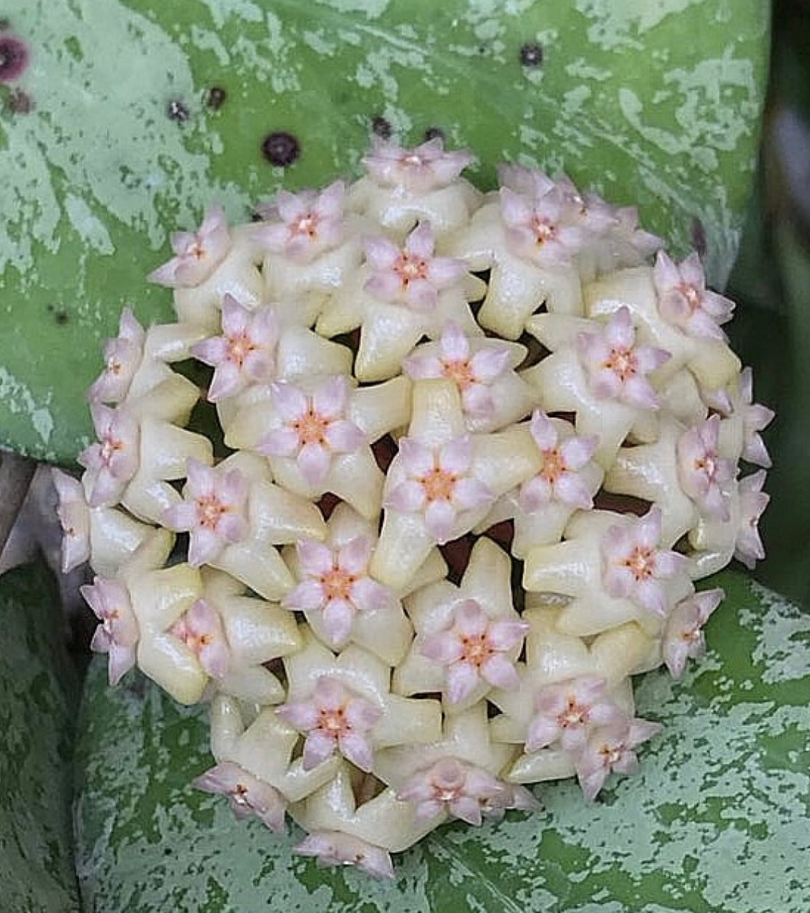 4" Hoya Michele on trellis
