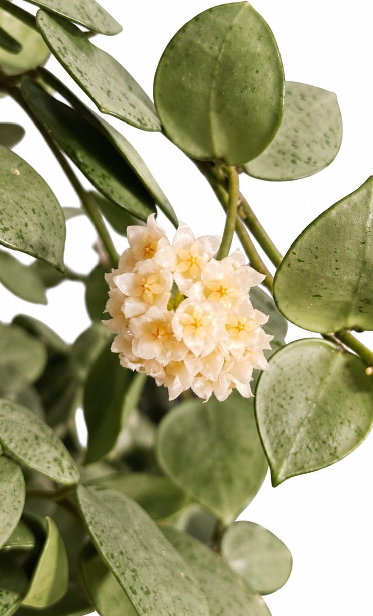 4” Hoya Lacunosa Mint