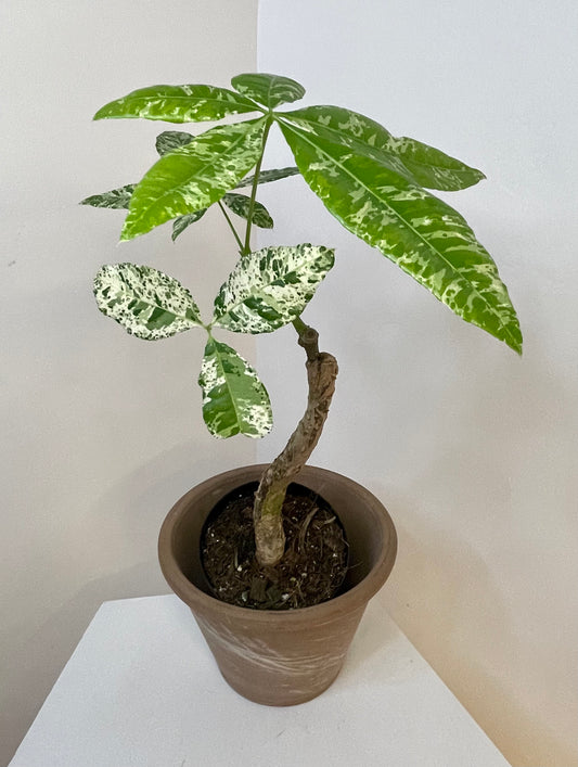 4" Money Tree Variegated