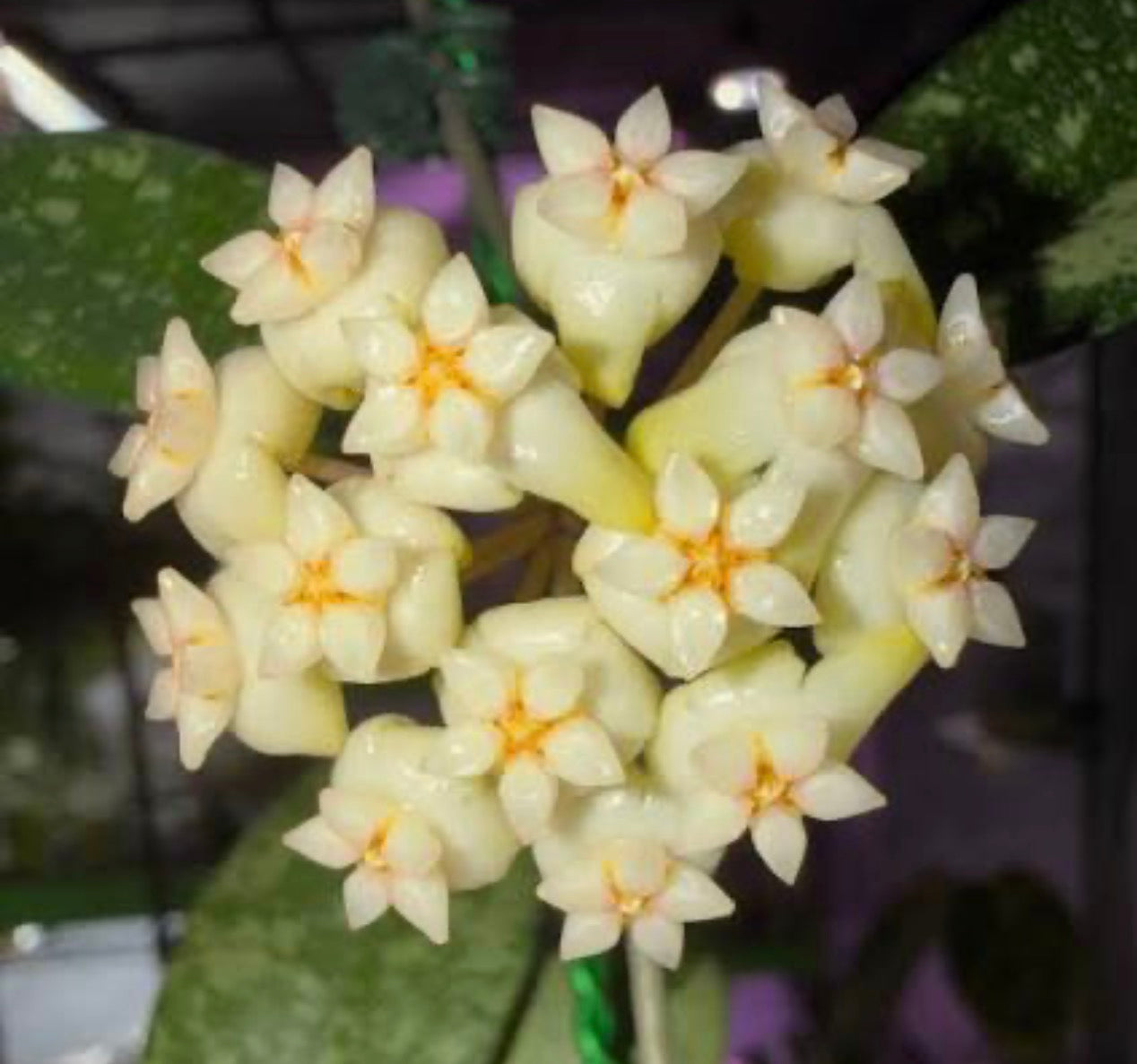 3" Hoya Crassipetiolata x Michele (Splash)