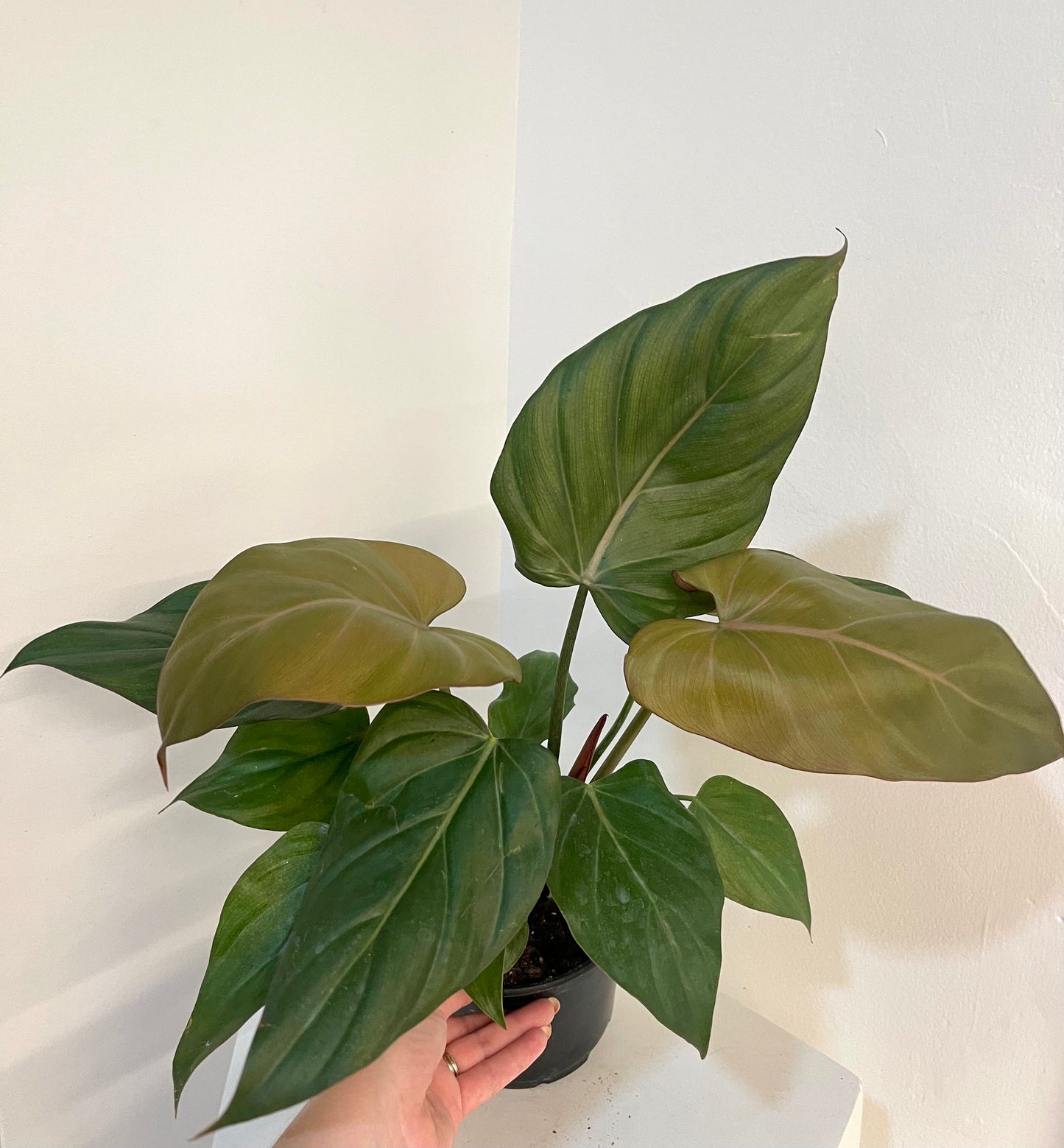 8” Philodendron Summer Glory