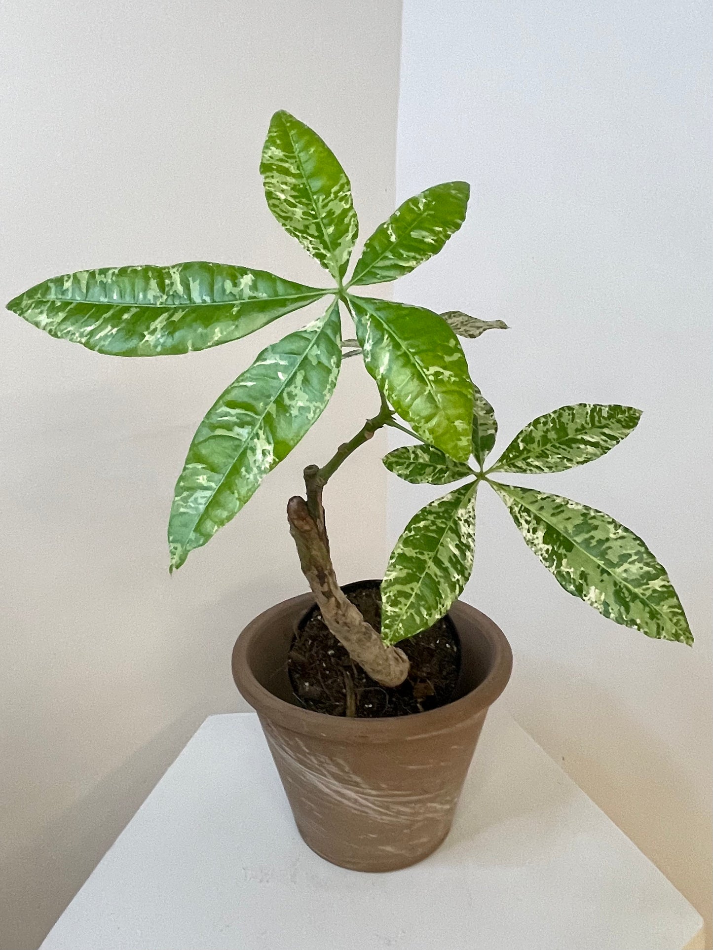 4" Money Tree Variegated