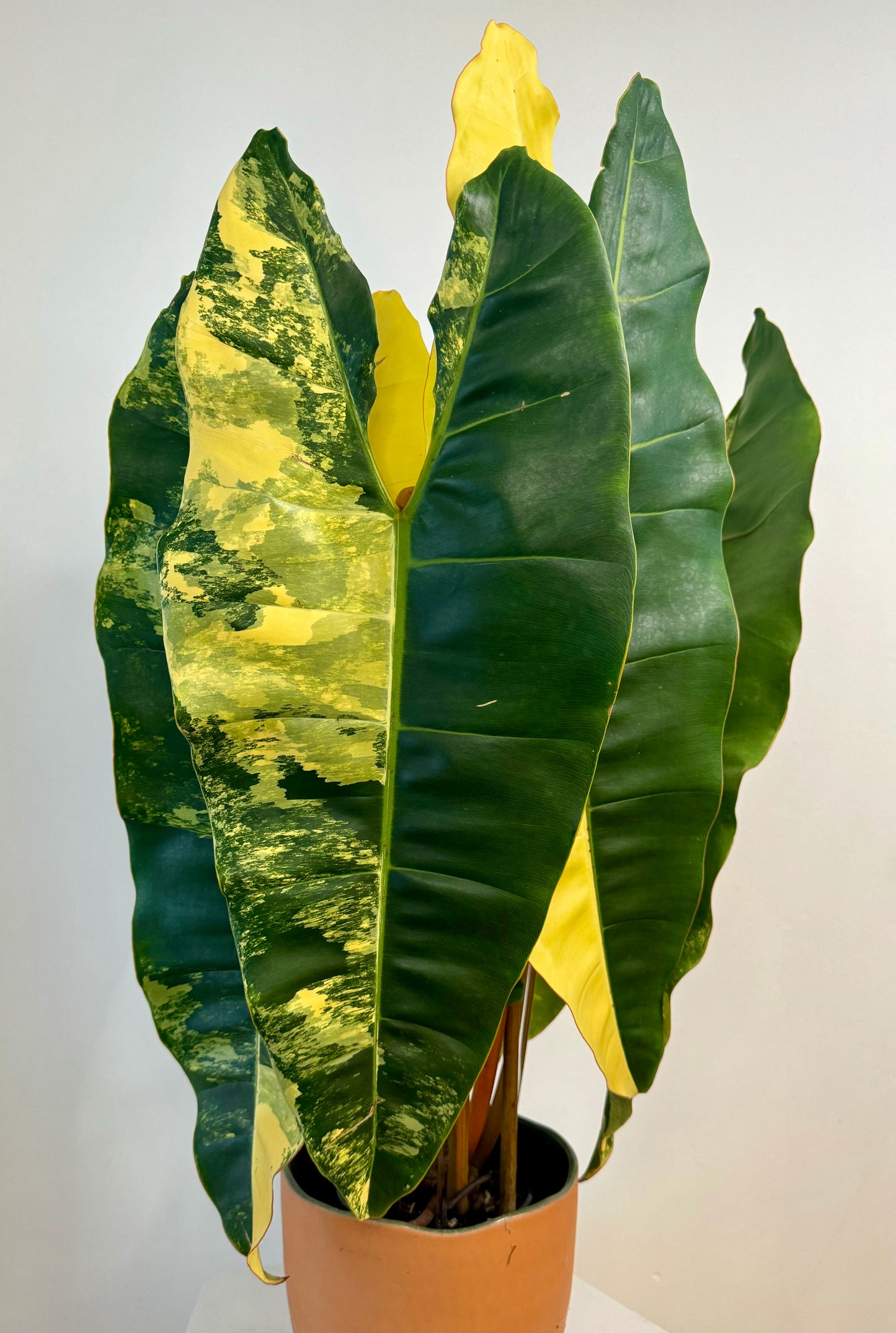 Philodendron Billietiae Variegated - 5 mature leaves | high variegation