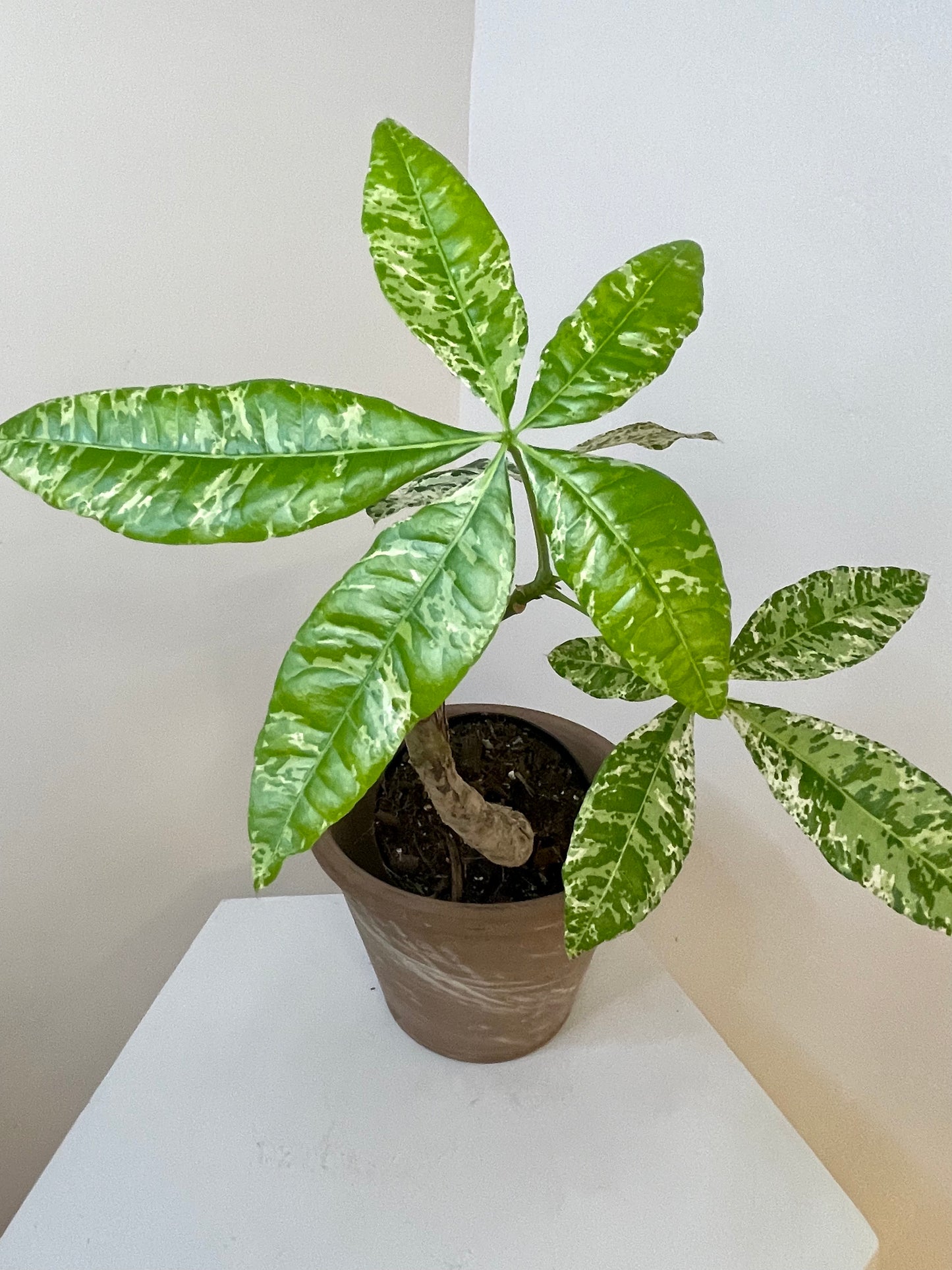 4" Money Tree Variegated