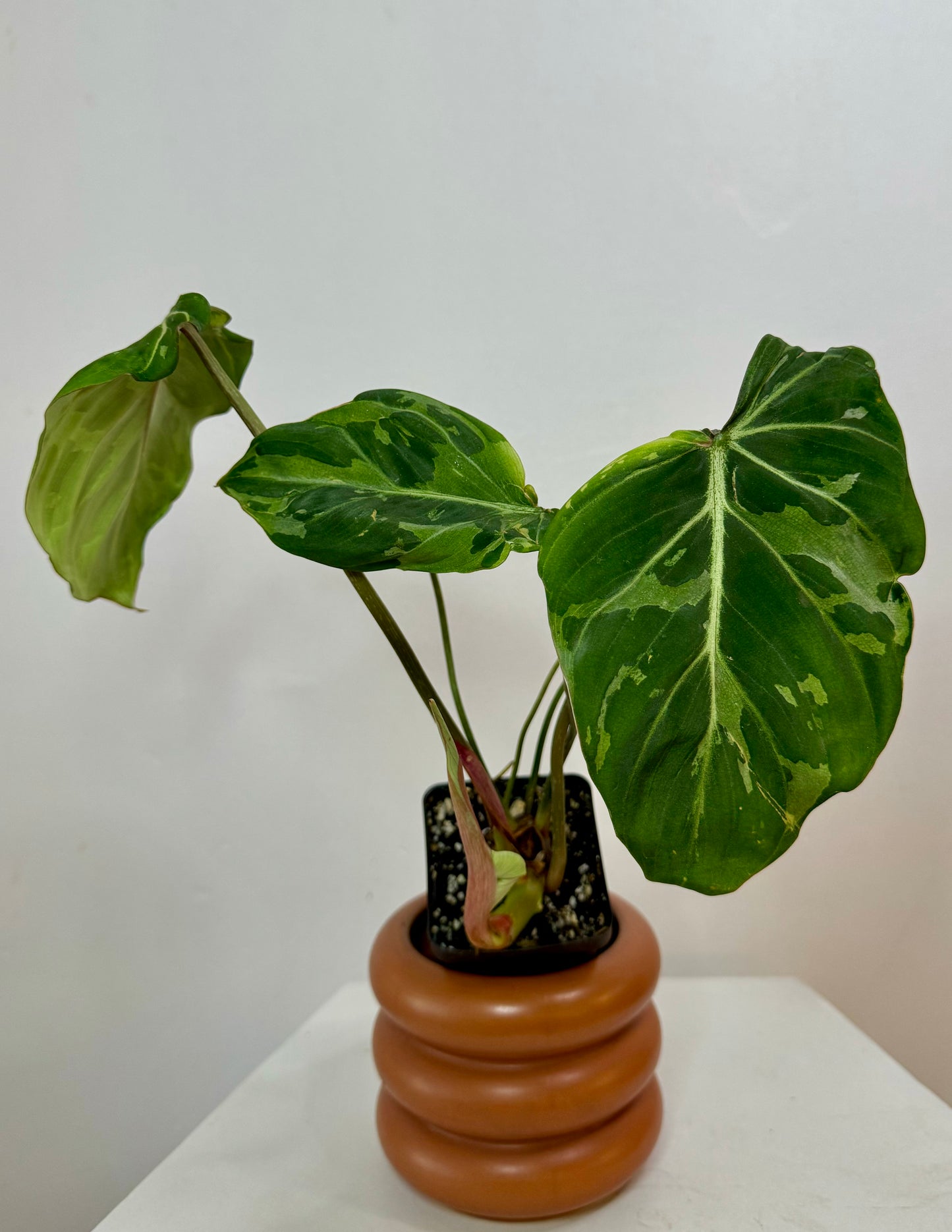 3" Philodendron Gloriosum 'Snow Leopard' Variegated