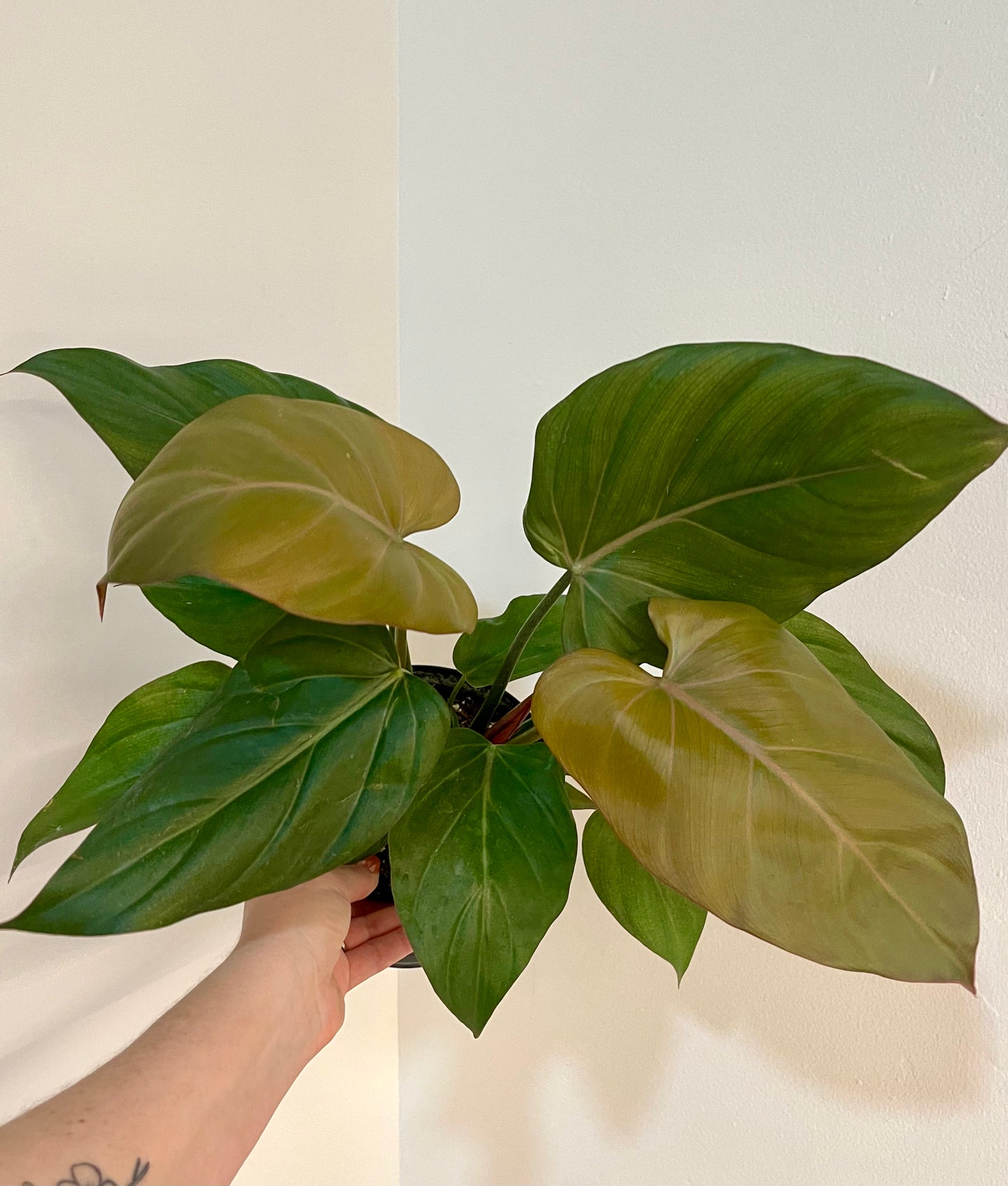 8” Philodendron Summer Glory