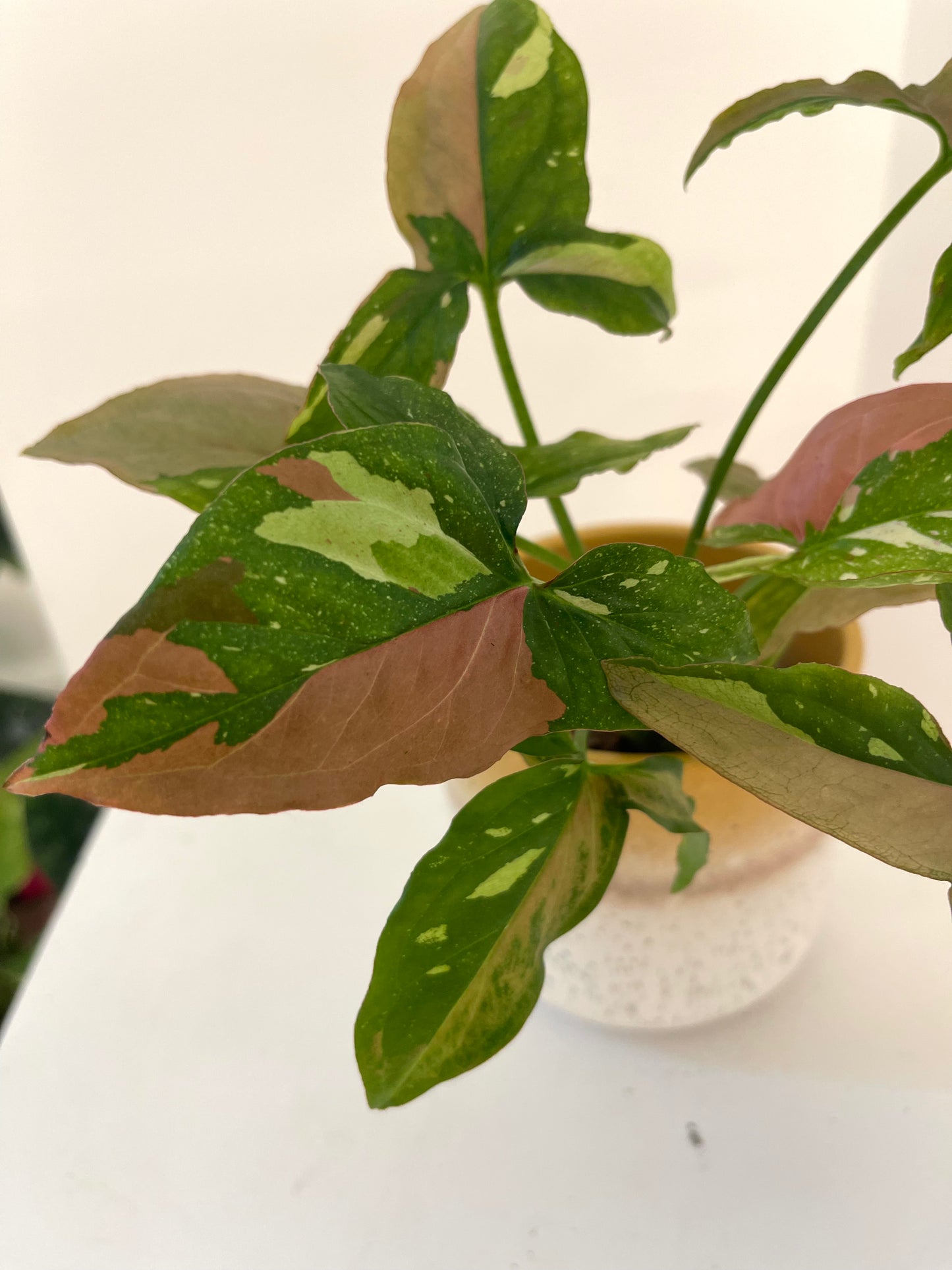 4” Syngonium Red Spot Tricolor
